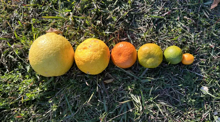 Citrus