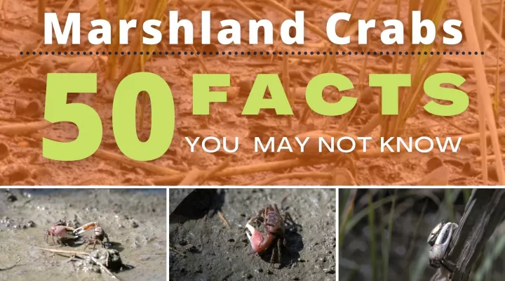 Marshland Crabs: 50 Facts You May Not Know 