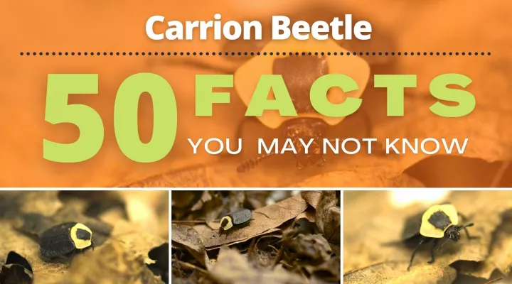 Carrion Beetle | 50 Facts You May Not Know