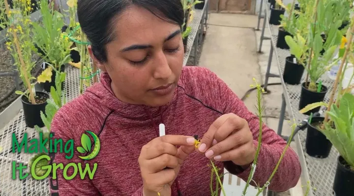 Woman with examining plant