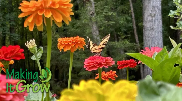 Bright orange and red flowers