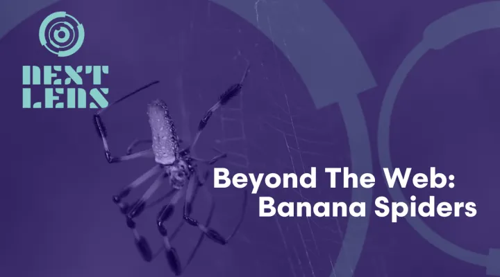Beyond the Web: Banana Spiders