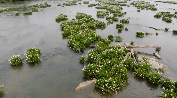 Rocky Shoals Spider Lilies 