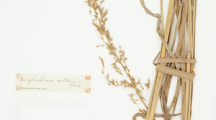 Pressing of Indian Grass from the University of South Carolina Herbarium 