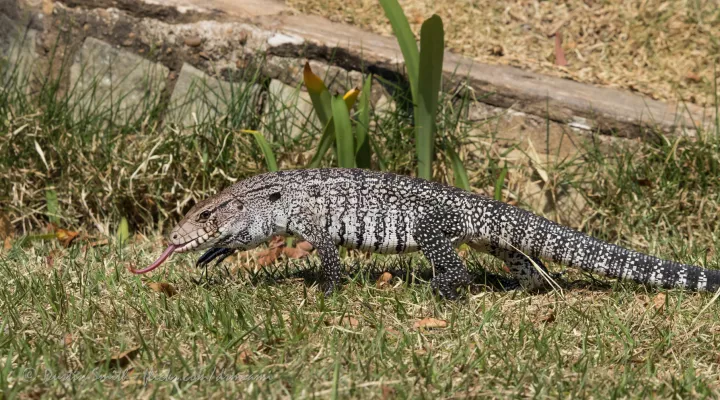 Tegu Lizard