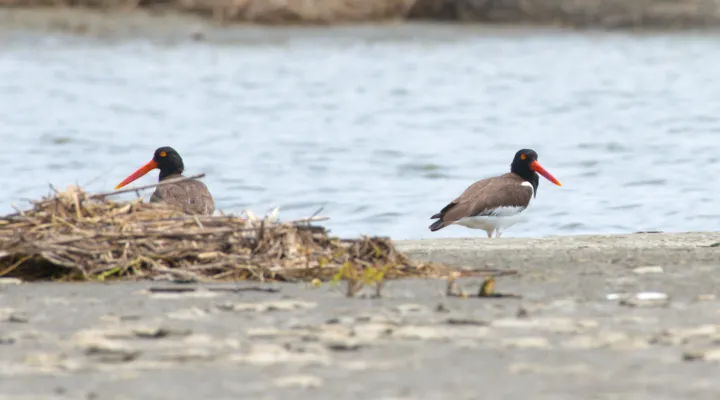 A photograph of two shore birds on a sandy beach.