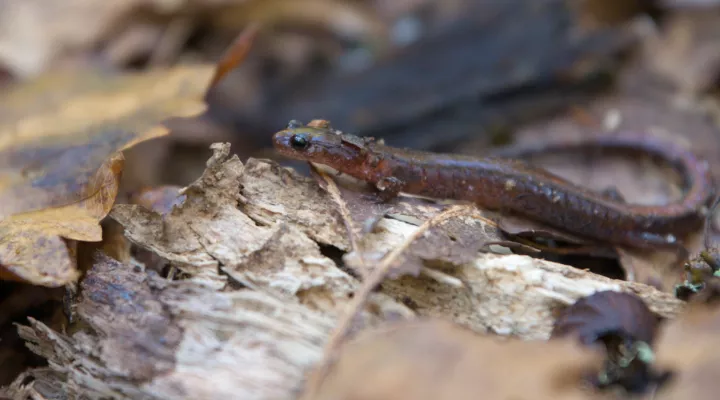 Photograph of the Webster's Salamander in it's natural habitat.