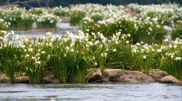 A photograph of blooming Spider Lillies growing on the rocky shoals of the Catawba River.