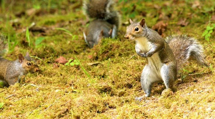 Photo of an Eastern Gray Squirrel in the wild standing upright on it's back legs.