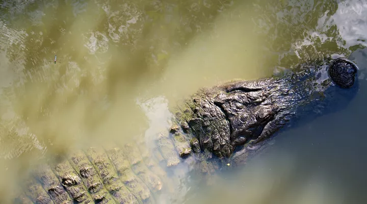 alligator in water