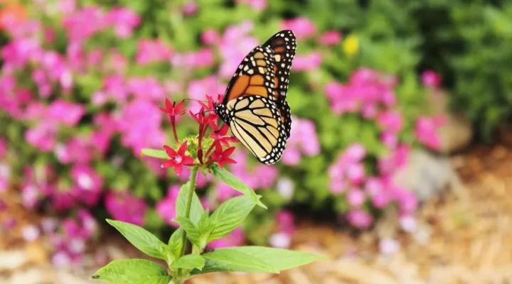 Monarch Butterfly