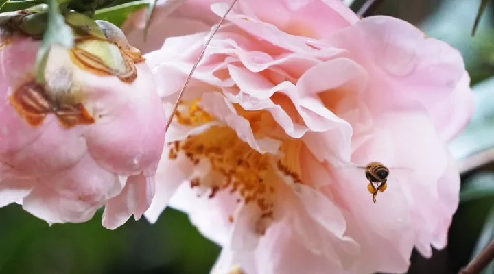 Camellia and Bee