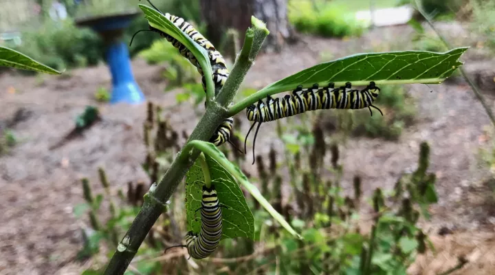 monarch caterpillars