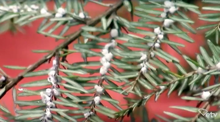 Hemlock Woolly Adelgid 