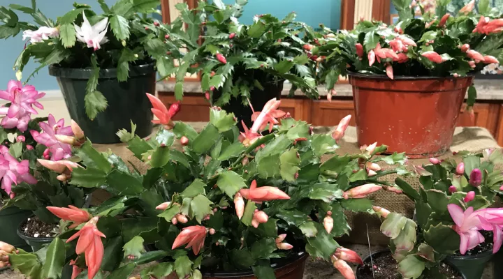 Holiday Cactus