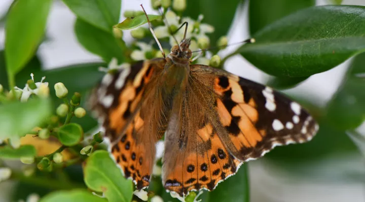 Butterfly on a Holly