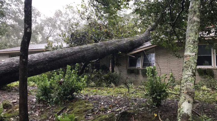 tree on house