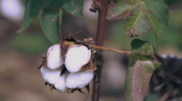 Darlington SC Cotton Farm