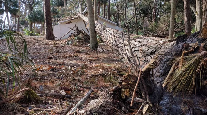 Aftermath of Hurricane Matthew at Hunting Island State Park.