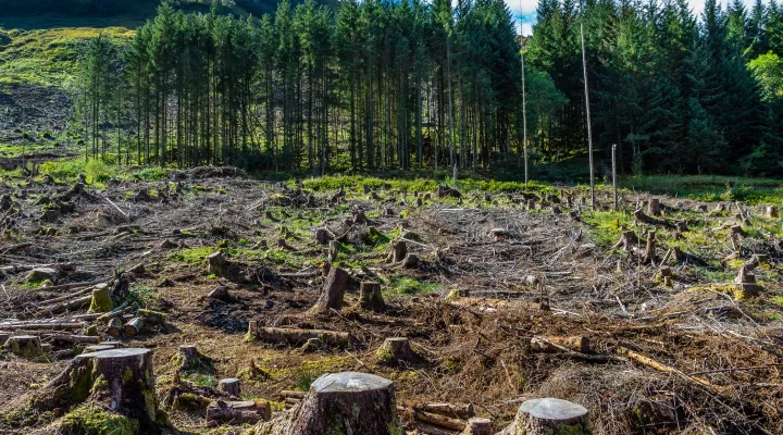 deforestation on mountain