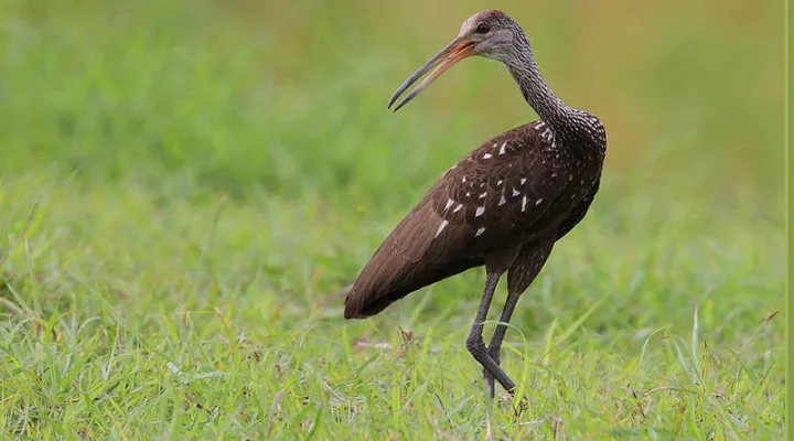 A Limpkin