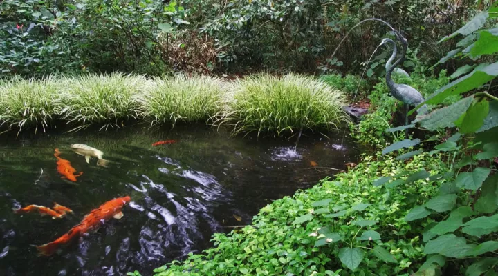 Koi Pond