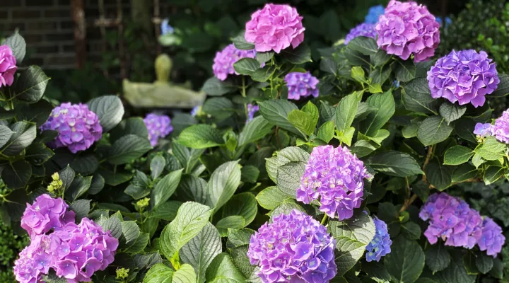 Hydrangeas