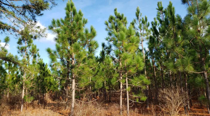 Longleaf Pines