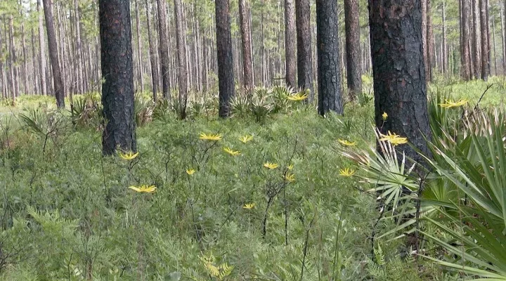 photo of a forest