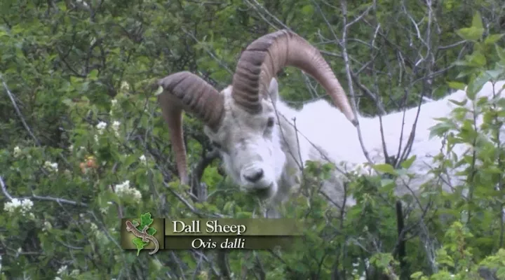 Dall Sheep