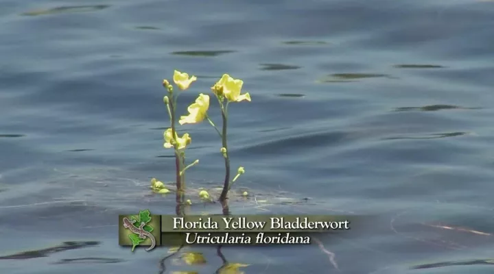 Florida Yellow Blatterwort