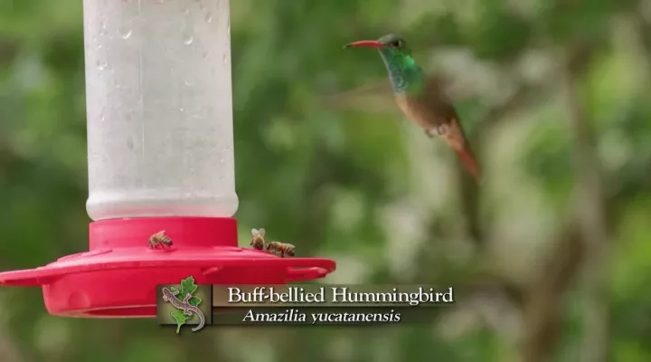 Buff-Bellied Hummingbird