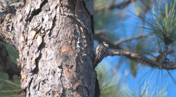 Red Cockaded Woodpecker