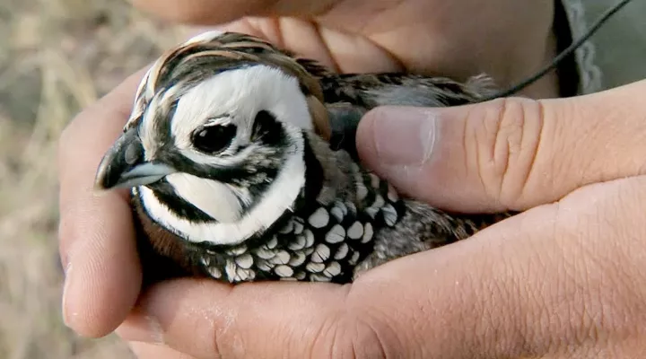 man holding bird