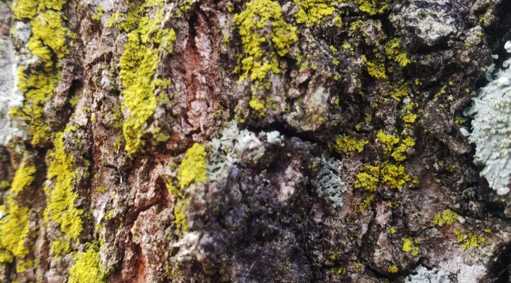 Moss and Lichen