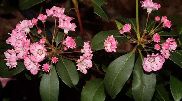 Mountain Laurel (Kalmia latifolia), Greenville County, South Carolina