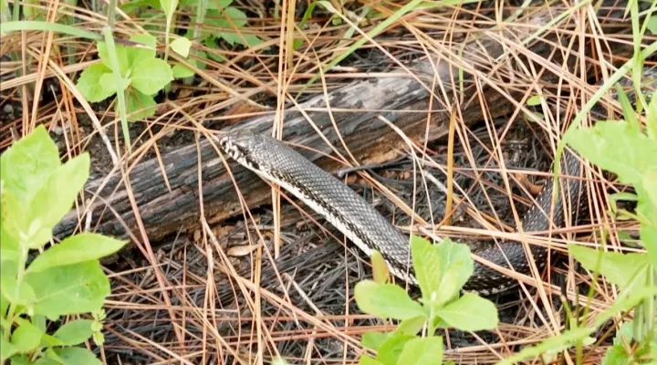photo of a northern pine snake on the ground