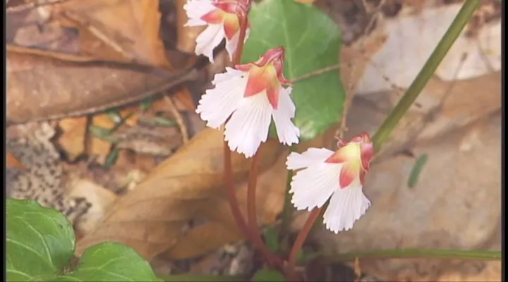 Oconee Bells