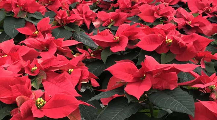 Poinsettias 