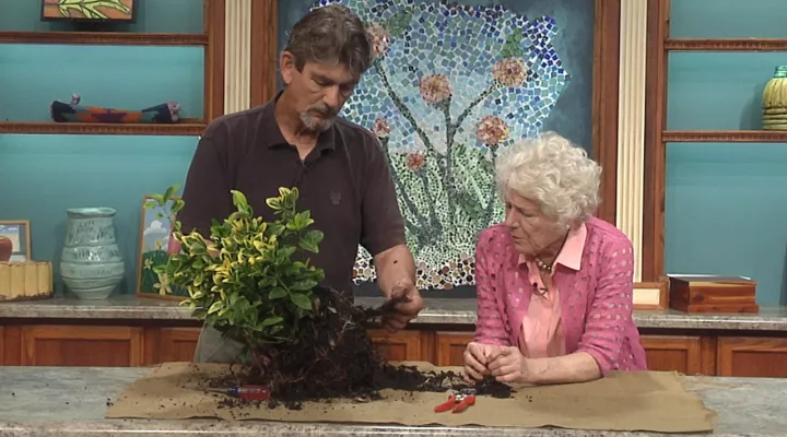 Examining a Root Ball