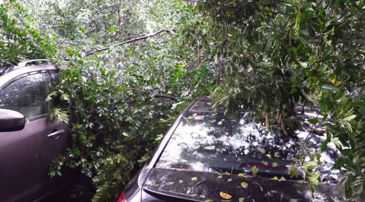 tree limbs on cars in Rosewood, Columbia