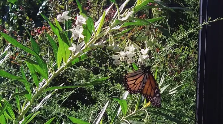 Monarch Waystation