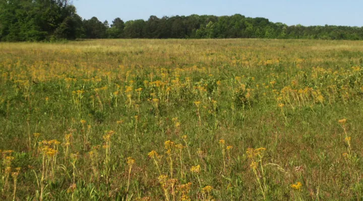 Schweinitz's Sunflowers