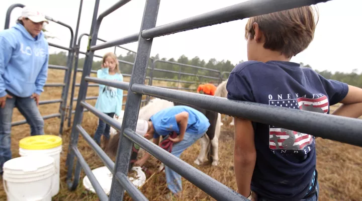 Farm Evacuation for Horses