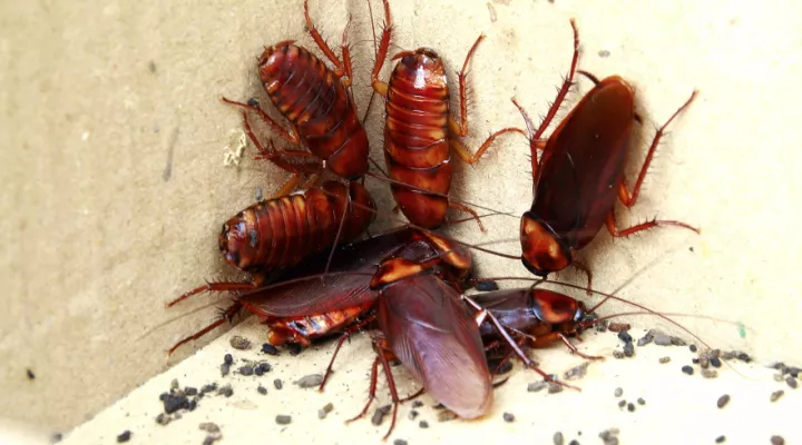 large cockroaches