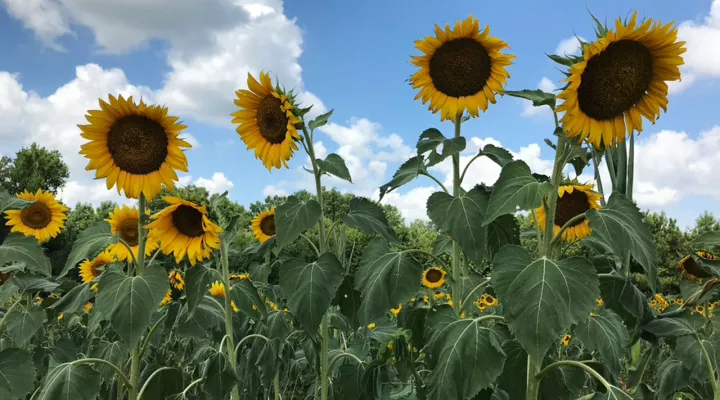 Sunflowers