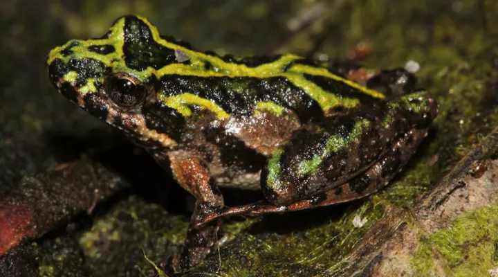 Southern Cricket Frog