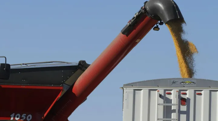 Soybeans are harvested by farmers