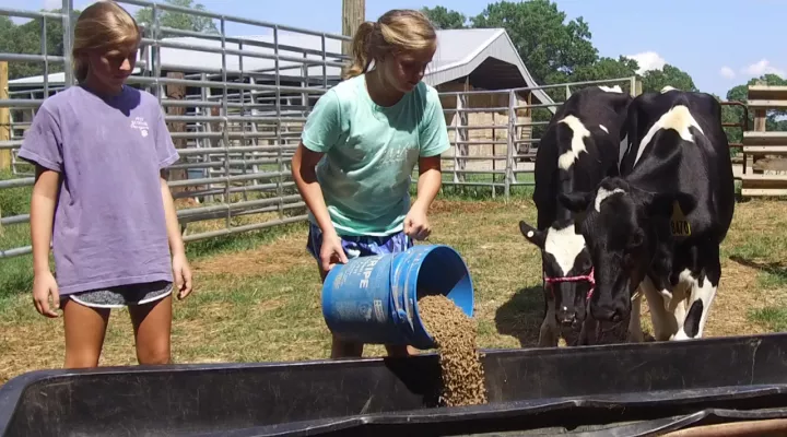 kids feeding cows