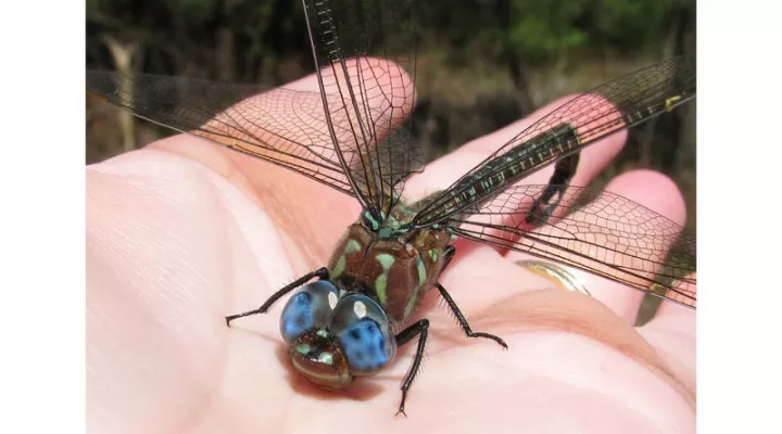 A Big Dragonfly